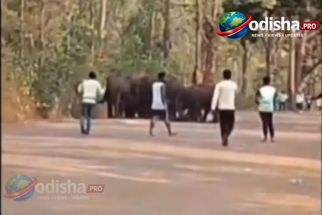 କେନ୍ଦୁଝରରେ ଜଙ୍ଗଲ ଆଗୁନ୍: ହାତୀ ଝୁଣ୍ଡ ଜଙ୍ଗଲ ଛାଡ଼ିଲା, ଅଗ୍ନିକାଣ୍ଡର କାରଣ ତଦନ୍ତରେ