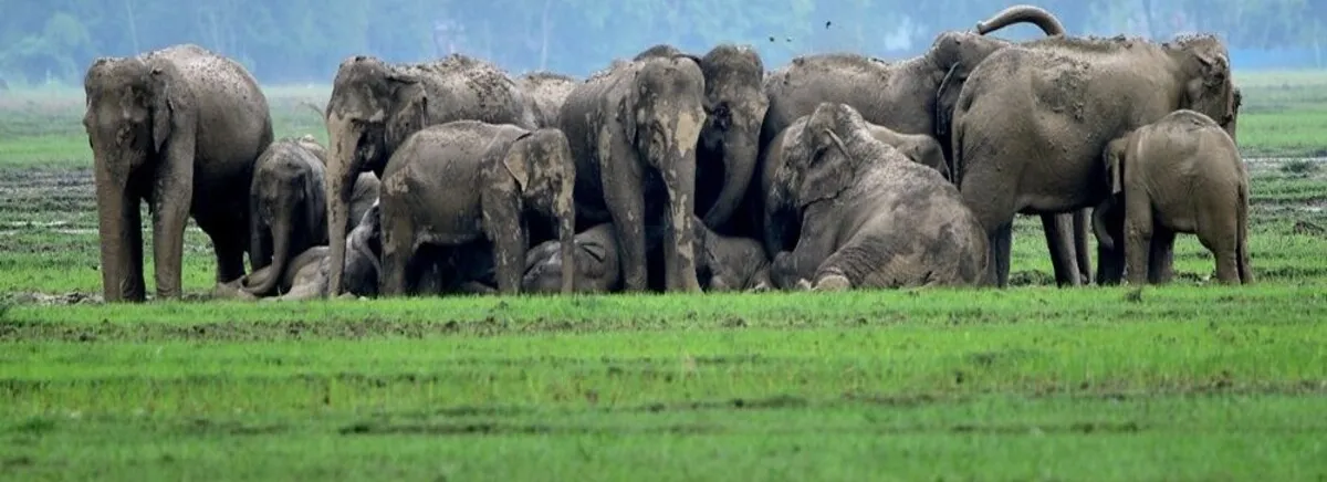 ସୋନପୁରରେ ହାତୀପଲ ଉପଦ୍ରବ, ଫସଲ ନଷ୍ଟ ପରେ କ୍ଷତିପୂରଣ ଦାବି