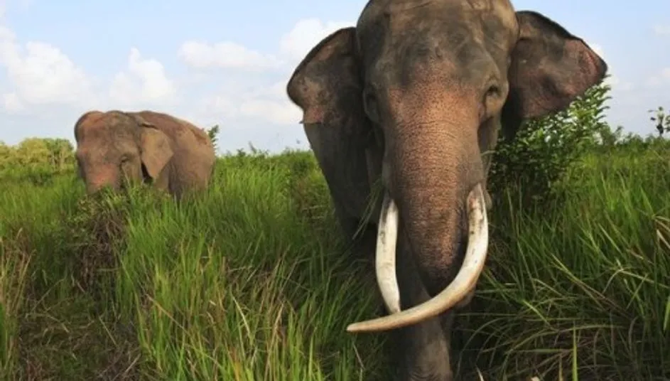 ମୟୂରଭଞ୍ଜରେ ଗାଁକୁ ଦନ୍ତା ପ୍ରବେଶ ପରେ ଉତ୍ତେଜନା, ବନକର୍ମଚାରୀଙ୍କୁ ଆକ୍ରମଣ ଓ ଗାଡ଼ି ଭଙ୍ଗାଚୁରା