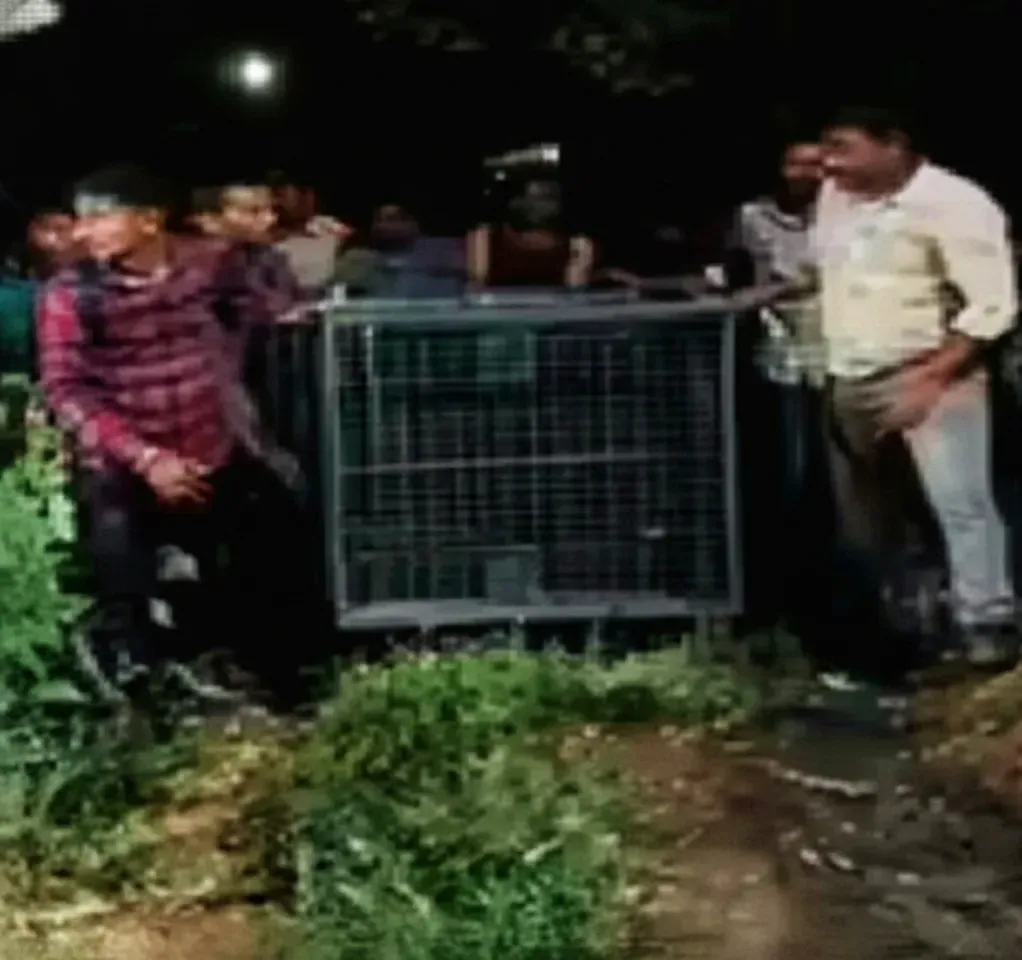 ଝିଅକୁ ବଞ୍ଚାଇବା ପାଇଁ ଖାଲି ହାତରେ ଚିତା ସହ ଯୁଦ୍ଧ! ଗୁଜରାଟରେ ବାପାଙ୍କ ସାହସିକ କାହାଣୀ