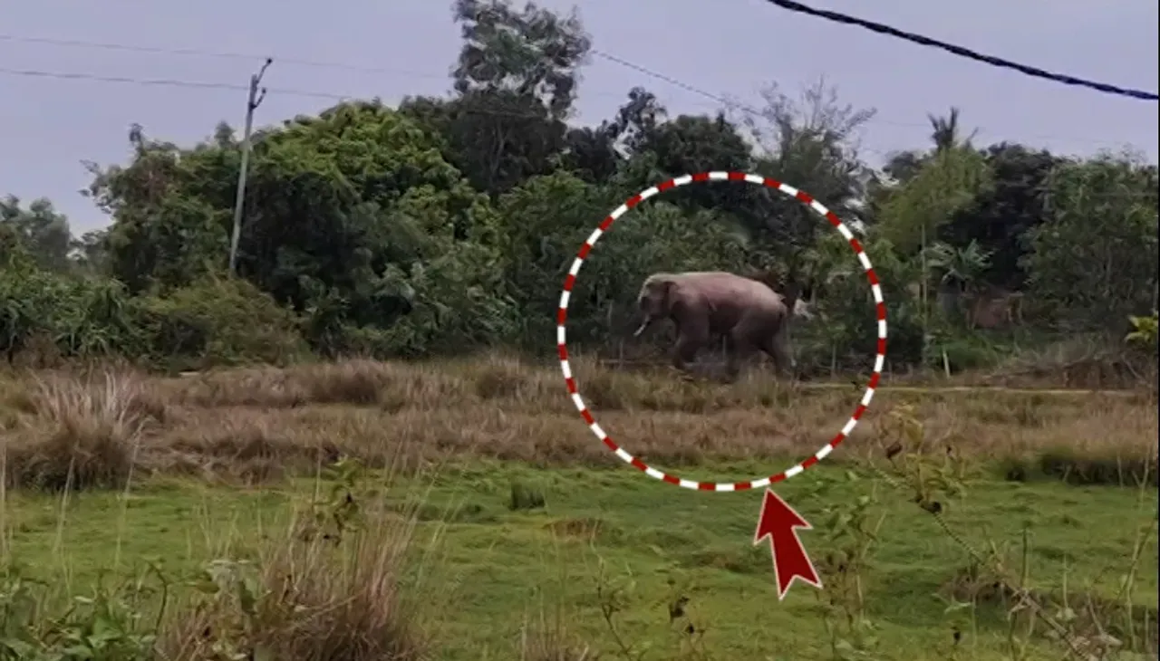 ବାଲେଶ୍ୱରରେ ତିନି ଦିନ ଧରି ଗ୍ରାମାଞ୍ଚଳରେ ଘୁରୁଛି ଏକାକୀ ଦନ୍ତା ହାତୀ; ଲୋକଙ୍କ ମଧ୍ୟରେ ଭୟର ପରିବେଶ