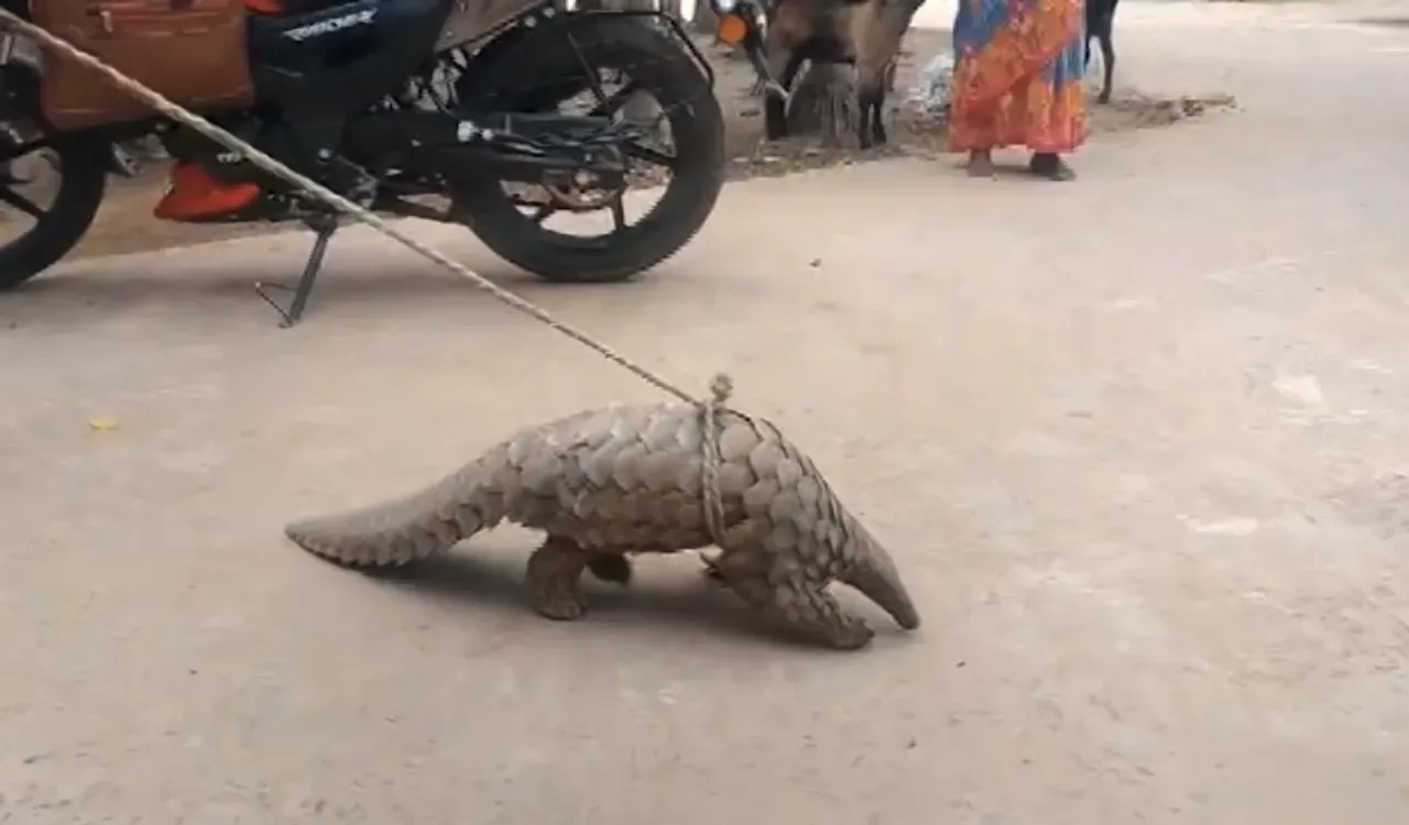 କଟକ ଗାଁରୁ ଉଦ୍ଧାର ହେଲା ଦୁର୍ଲଭ ବଜ୍ରକାପ୍ତା; ନନ୍ଦନକାନନକୁ ସ୍ଥାନାନ୍ତର