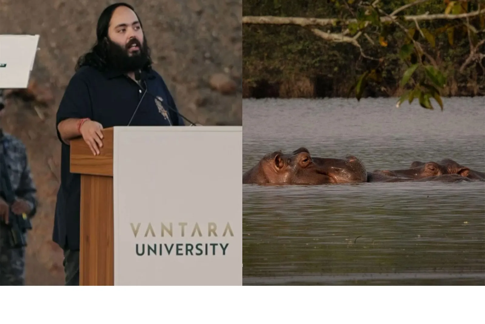 କଲମ୍ବିଆର ୮୦ ଜଳହସ୍ତୀଙ୍କୁ ବଞ୍ଚାଇବାକୁ ଅନନ୍ତ ଅମ୍ବାନୀଙ୍କ ପ୍ରସ୍ତାବ; ‘ବନତାରା’ରେ ଆଜୀବନ ଆଶ୍ରୟ ଦେବାକୁ ଅପିଲ୍