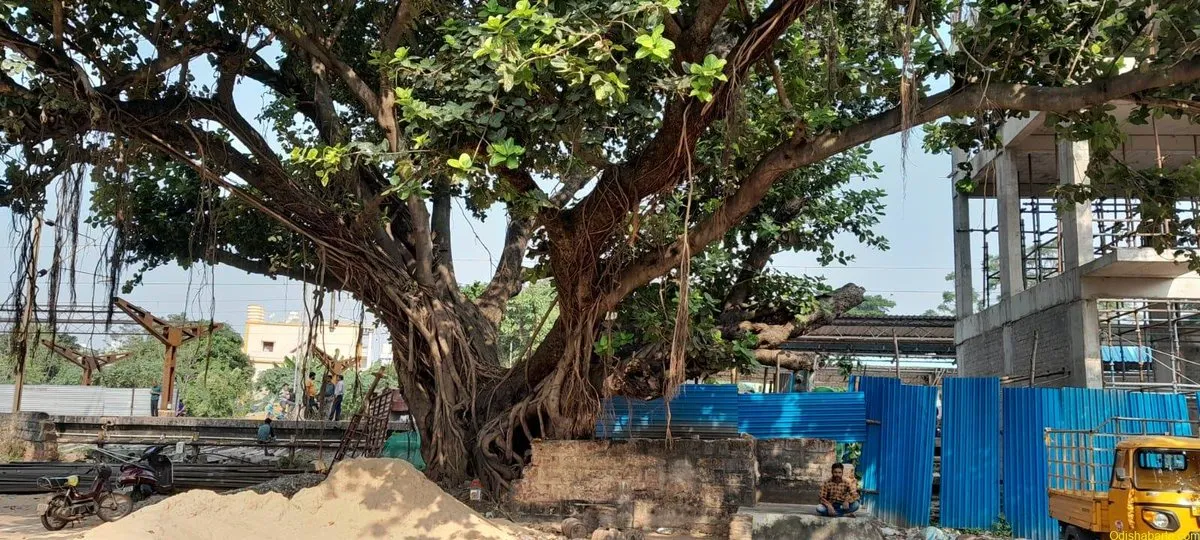 ଭୁବନେଶ୍ୱର MLA କଲୋନୀରେ ଶତାବ୍ଦୀ ପୁରୁଣା ଗଛ କଟା: ପରିବେଶବିଦଙ୍କ ଚିନ୍ତା ବୃଦ୍ଧି