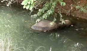 ବଲାଙ୍ଗିରରେ ପୁଣି ହାତୀ ମୃତ: ବିଦ୍ୟୁତ୍ ସ୍ପର୍ଶର ସନ୍ଦେହ, ତଦନ୍ତ ଆରମ୍ଭ