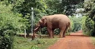 ଭୁବନେଶ୍ୱର ସଡ଼କରେ ହାତୀର ଆତଙ୍କ: ସ୍ଥାନୀୟମାନଙ୍କ ମଧ୍ୟରେ ଭୟ, ବନ୍ୟପ୍ରାଣୀ ଚଳଚଳା ନେଇ ଚିନ୍ତା