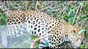 ବାଲେଶ୍ୱର କାଠଗୋଛି ଜଙ୍ଗଳରେ ଶିକାରୀଙ୍କ ଫାଶରେ ପଡ଼ି ଚିତାବାଘର ମୃତ୍ୟୁ