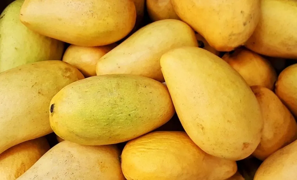 ଢେଙ୍କାନାଳରୁ ଲଣ୍ଡନକୁ ରପ୍ତାନି ହେଲା ୩ ଟନ୍ ‘ଆମ୍ରପାଳୀ’ ଆମ୍ବ
