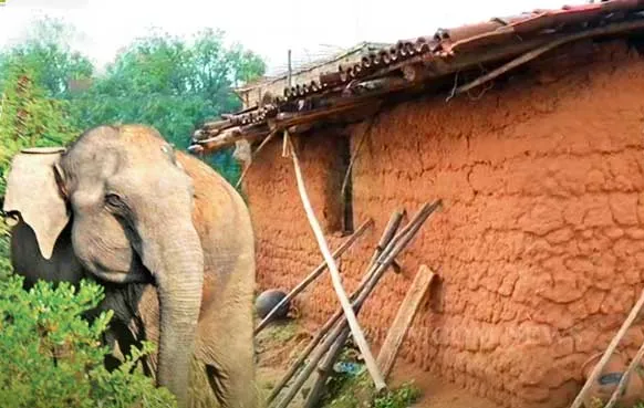 ଅନୁଗୁଳରେ ବଣୁଆ ହାତୀ ଆକ୍ରମଣ: ଘର କାନ୍ଥ ଭାଙ୍ଗି ପଡ଼ି ଜଣେ ମୃତ