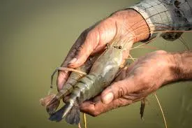 ଡିଜେଲ୍‌ ସଂକଟରେ ଭଦ୍ରକରେ ଚିଙ୍ଗୁଡ଼ି ଚାଷ ପ୍ରଭାବିତ; ଆନ୍ଦୋଳନ ଚେତାବନୀ ଦେଲେ ଚାଷୀ