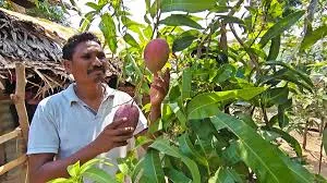 ମାଲକାନଗିରିରେ ଚାଷ ହେଲା ବିଶ୍ୱର ସବୁଠାରୁ ଦାମୀ ‘ମିୟାଜାକି’ ଆମ୍ବ, ସୁରକ୍ଷା ଓ ବିକ୍ରିକୁ ନେଇ ଚିନ୍ତାରେ ଚାଷୀ