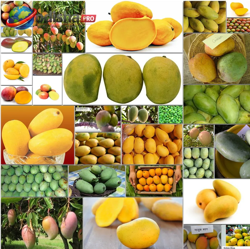 ଭୁବନେଶ୍ୱରରେ ୧୦ ଦିନିଆ ଆମ୍ବ ମେଳା, ଓଡ଼ିଶାର ୧୪ ପ୍ରଜାତିର ଆମ୍ବ ମିଳିବ