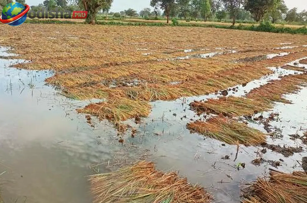କାଳବୈଶାଖୀ ବର୍ଷାରେ ଭିଜିଲା ଧାନ ବସ୍ତା: ଟୋକନ୍ ଅପେକ୍ଷାରେ ଚିନ୍ତାରେ ସୋନପୁର ଚାଷୀ