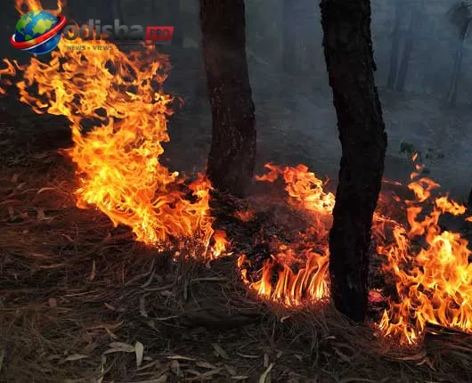 ମାଲକାନଗିରି ସହର ନିକଟରେ ଘଣ୍ଟା ଘଣ୍ଟା ଧରି ଜଳିଲା ଜଙ୍ଗଲ: ବନ ବିଭାଗର କାର୍ଯ୍ୟକଳାପ ନେଇ ପ୍ରଶ୍ନ ଉଠାଇଲେ ସ୍ଥାନୀୟ ଲୋକ