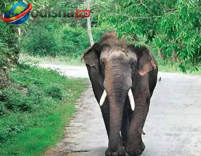 ସାତକୋଶିଆ ଅଭୟାରଣ୍ୟରେ ହାତୀ ଆକ୍ରମଣ: ଜଣେ ବନ କର୍ମଚାରୀ ମୃତ, ଅନ୍ୟଜଣ ଗୁରୁତର