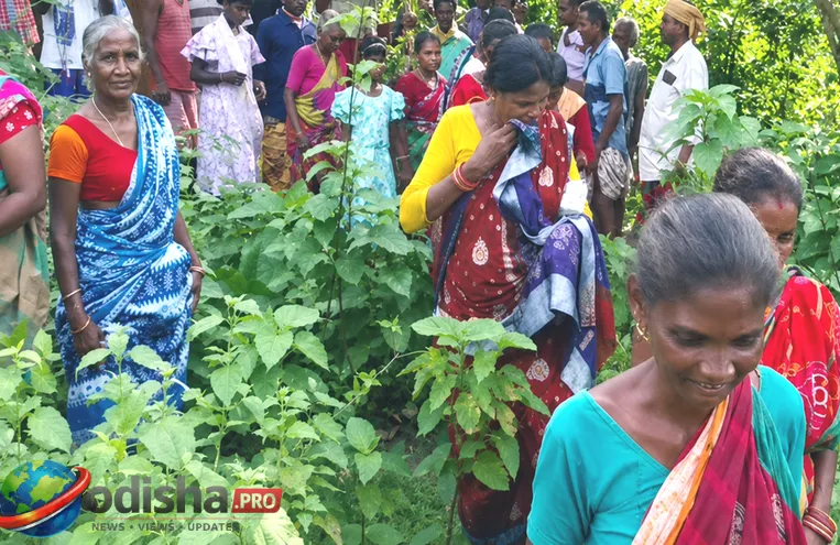 ପ୍ରେମରୁ ବିବାହ, ବିବାହ ପୂର୍ବରୁ ଧର୍ମ ପରିବର୍ତ୍ତନ: ମୟୂରଭଞ୍ଜରେ ଚର୍ଚ୍ଚାରେ ଆଦିବାସୀ ପରମ୍ପରା