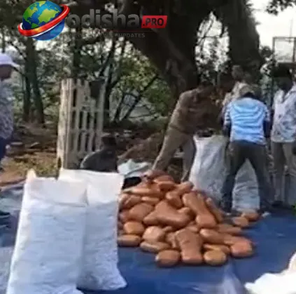 ବିଜୁ ଏକ୍ସପ୍ରେସୱେରେ ପୁଲିସର ହାଇସ୍ପିଡ୍ ପିଛା ପରେ ଗଞ୍ଜେଇ ଜବତ; ଜଣେ ଗିରଫ, ଜଣେ ଫେରାର