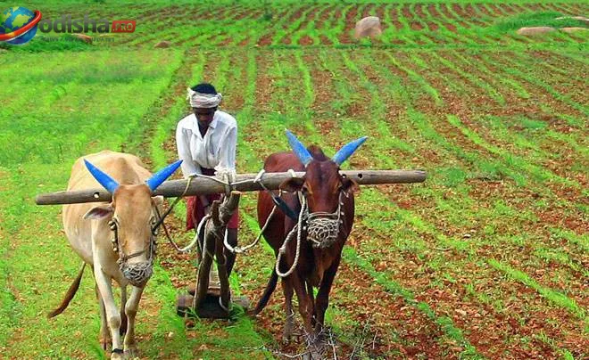 ମୌସୁମୀ ବର୍ଷାରେ ଚାଷୀଙ୍କ ମୁହଁରେ ହସ; ଖରିଫ ଧାନଚାଷ ପାଇଁ ତଳି ଘେରା ପ୍ରସ୍ତୁତି ଆରମ୍ଭ
