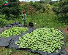 ଟେଲକୋଇରୁ ଟୋକିଓ ପର୍ଯ୍ୟନ୍ତ: ଓଡ଼ିଶା ଆମ୍ବକୁ ବିଶ୍ୱ ବଜାରରେ ପହଞ୍ଚାଇବାର ସମ୍ଭାବନା