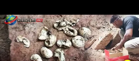 ପୁରୀରେ ପଥର ଗଦାରୁ ଉଦ୍ଧାର ହେଲା ନାଗସାପ ଓ ୧୬ଟି ଅଣ୍ଡା