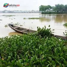 ଭଦ୍ରକର ଜୀବନରେଖା ସାଳନ୍ଦୀ ନଦୀ ସଙ୍କଟରେ; ପ୍ରଦୂଷଣ ଓ ଜଳକୁମ୍ଭୀରେ ଅସ୍ତିତ୍ୱ ସଙ୍କଟ ଗଭୀର