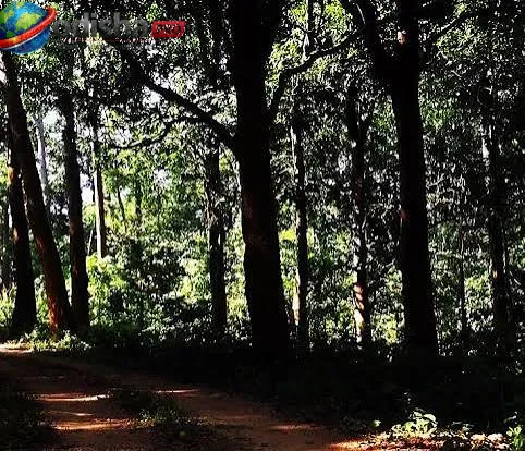 ଅନୁଗୁଳରେ କୋଇଲା ଖଣିକୁ ମିଳିଲା ଷ୍ଟେଜ୍-୧ ମଞ୍ଜୁରୀ: କଟିବ ୩.୩ ଲକ୍ଷରୁ ଅଧିକ ଗଛ, ପ୍ରଭାବିତ ହେବେ ୧୫୮୪ ପରିବାର