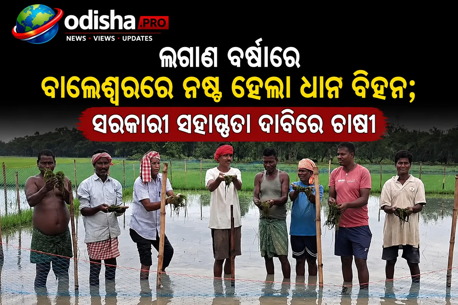 ଲଗାଣ ବର୍ଷାରେ ବାଲେଶ୍ୱରରେ ନଷ୍ଟ ହେଲା ଧାନ ବିହନ; ସରକାରୀ ସହାୟତା ଦାବିରେ ଚାଷୀ