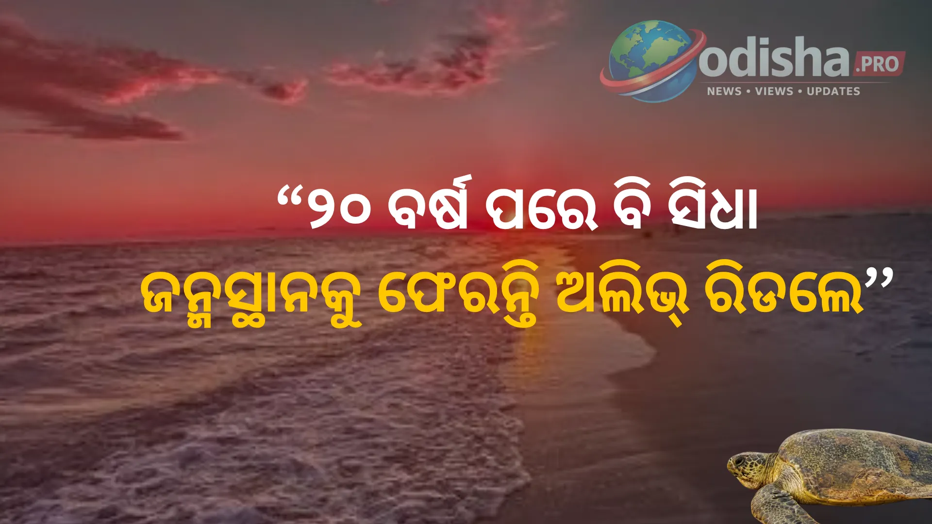 ୨୦ ବର୍ଷ ପରେ ବି ଜନ୍ମସ୍ଥାନକୁ କିପରି ଫେରନ୍ତି ଅଲିଭ୍ ରିଡଲେ କଇଁଛ? ନୂଆ ଗବେଷଣାରେ ଖୋଲିଲା ରହସ୍ୟ