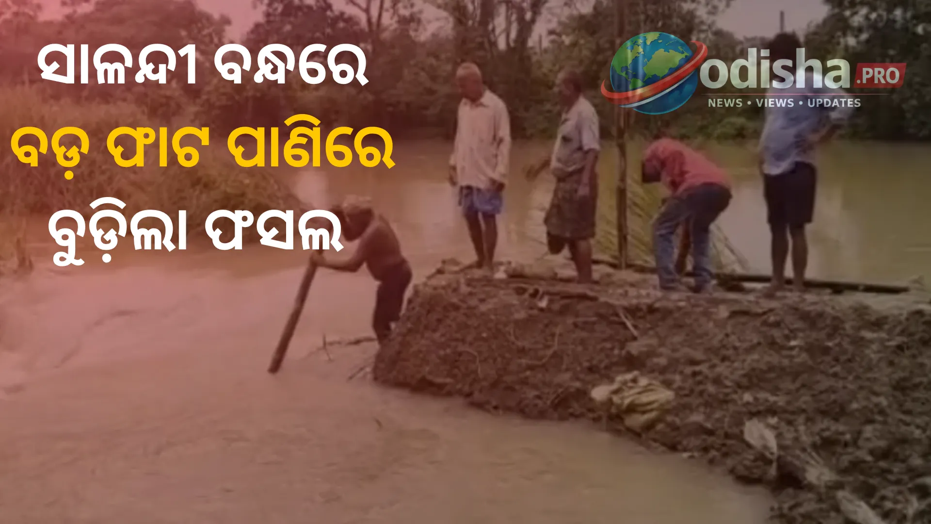 ଭଦ୍ରକରେ ସାଳନ୍ଦୀ ନଦୀ ବନ୍ଧରେ ୬୦ ଫୁଟର ଘାଇ: ଚାଷଜମି ଜଳମଗ୍ନ, ରକ୍ଷଣାବେକ୍ଷଣକୁ ନେଇ ପ୍ରଶ୍ନ ଉଠାଇଲେ ଚାଷୀ