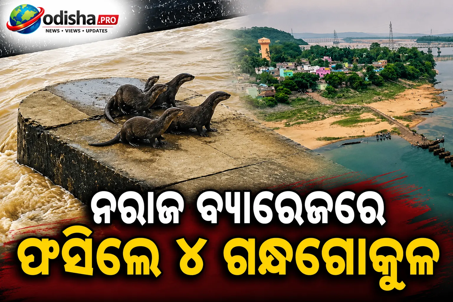 କଟକ ନରାଜ ବ୍ୟାରେଜରେ ବନ୍ୟାଜଳରେ ଫସିଲେ ୪ ଗନ୍ଧଗୋକୁଳ, ଉଦ୍ଧାର ପାଇଁ ଚେଷ୍ଟା ଜାରି