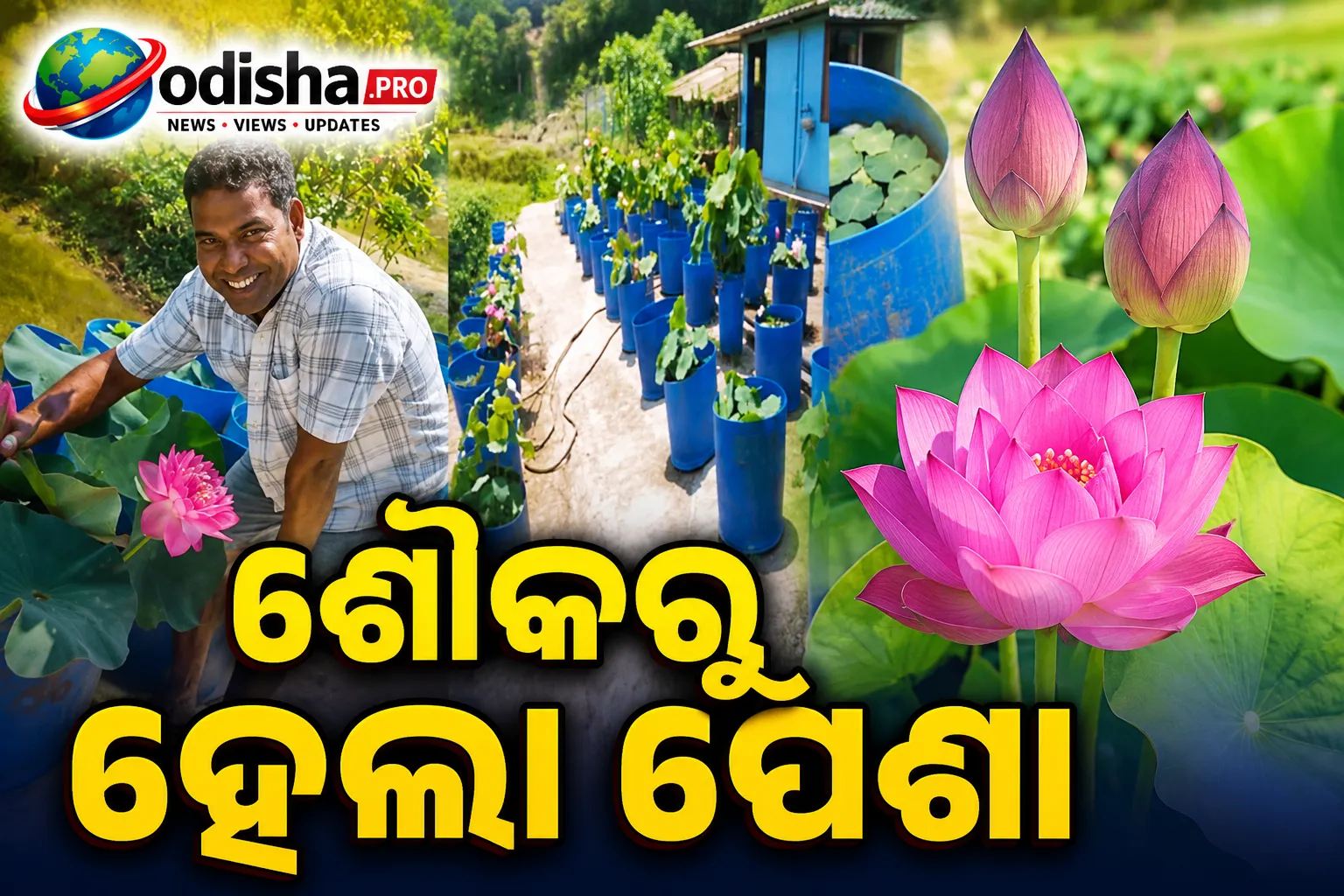 ଶୌକରୁ ହେଲା ପେଶା: ଦୁର୍ଲଭ ପଦ୍ମ ଚାଷ କରି ଲକ୍ଷାଧିକ ଟଙ୍କା ରୋଜଗାର କରୁଛନ୍ତି ଖୋର୍ଦ୍ଧାର ପ୍ରକାଶ