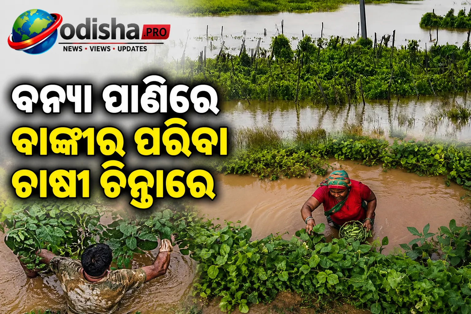 ବନ୍ୟା ପାଣିରେ ବାଙ୍କୀର ପରିବା ଚାଷୀ ଚିନ୍ତାରେ; ଫସଲ ବଞ୍ଚାଇବାକୁ କଞ୍ଚା ପରିବା ତୋଳୁଛନ୍ତି ଚାଷୀ