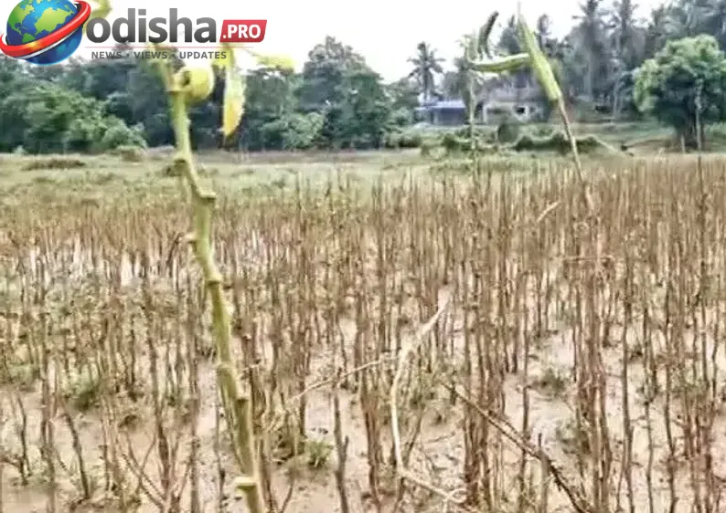 ସରକାରୀ ଧାନ ବିହନକୁ ନେଇ ବାଲେଶ୍ୱର ଚାଷୀଙ୍କ ଅସନ୍ତୋଷ; ୮ ଦିନ ପରେ ବି ଅଙ୍କୁରିତ ହେଲାନି ‘ଚମ୍ପାବତୀ’ ବିହନ
