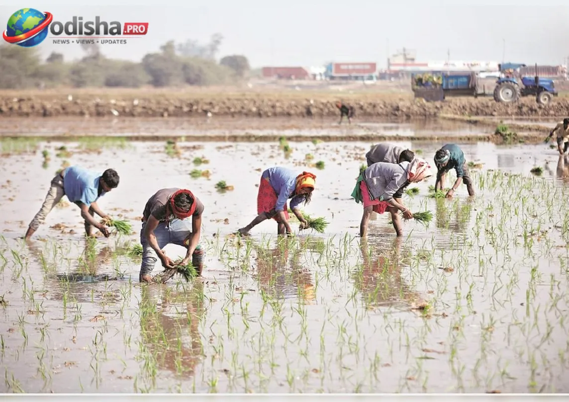ଦେଶର ୫୨% ଅଞ୍ଚଳରେ ବର୍ଷା ଘାଟତି; ଖରିଫ ବୁଣାକାମ ୯୨ ଲକ୍ଷ ହେକ୍ଟର ପଛରେ: ରିପୋର୍ଟ