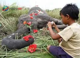 ଆସାମରେ ମଣିଷ-ହାତୀ ସଂଘର୍ଷ ଭୟାବହ: ୧୦ ବର୍ଷରେ ୧,୧୪୭ ଜଣଙ୍କ ମୃତ୍ୟୁ, ୨୪୬ ହାତୀଙ୍କ ଜୀବନ ଗଲା