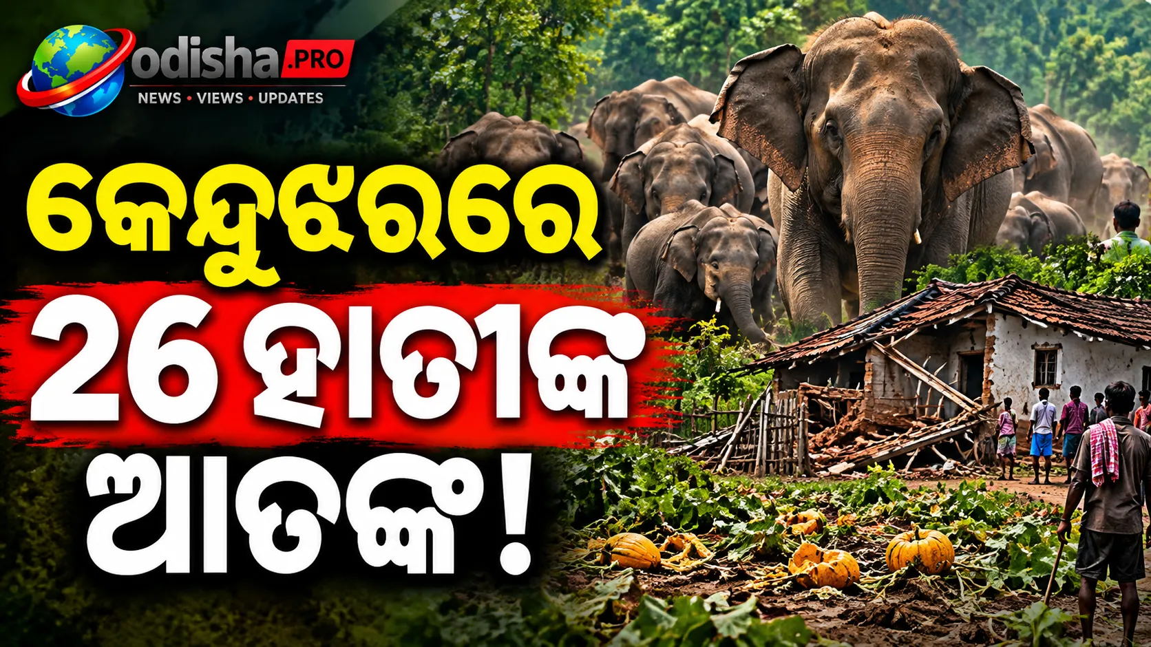କେନ୍ଦୁଝରରେ ୨୬ ହାତୀଙ୍କ ଆତଙ୍କ! ଘର ଭାଙ୍ଗିବା ସହ ନଷ୍ଟ କଲେ ଫସଲ