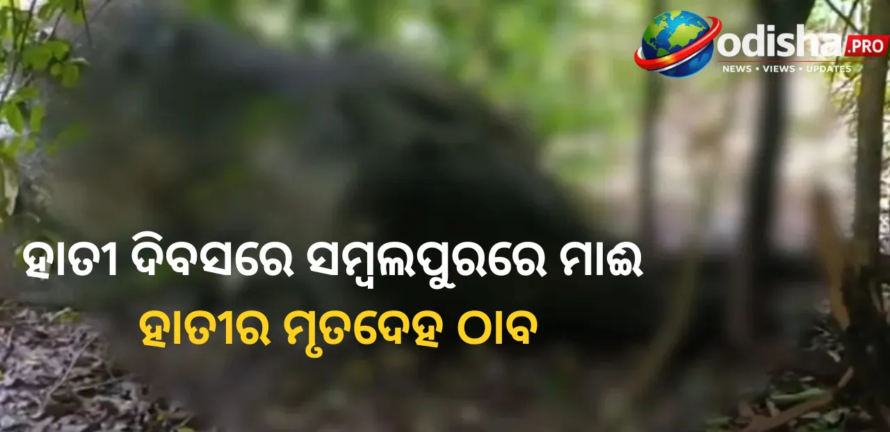 ହାତୀ ଦିବସରେ ସମ୍ବଲପୁରରେ ହାତୀର ମୃତଦେହ ଠାବ: ମୃତ୍ୟୁର କାରଣ ରହସ୍ୟରେ