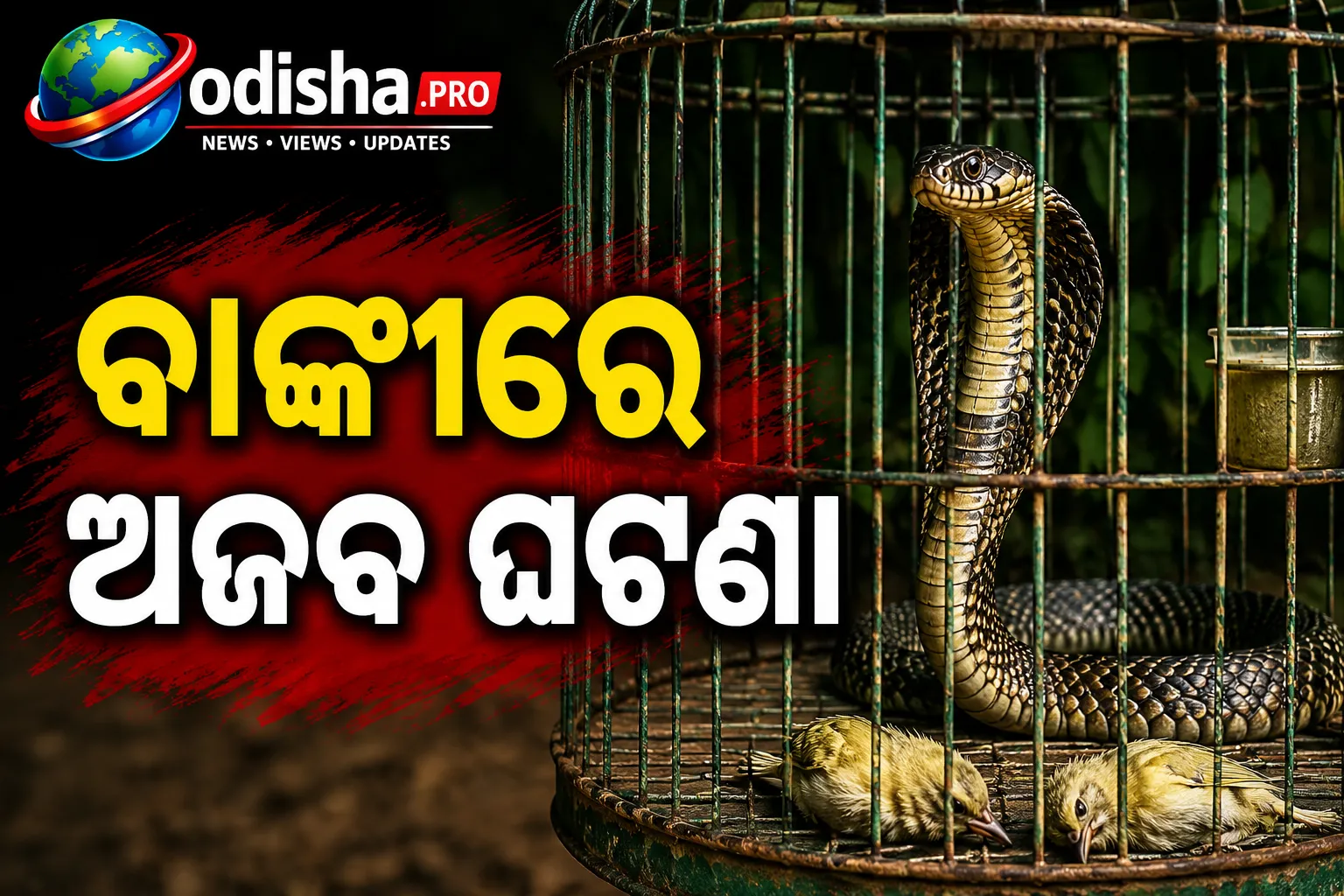 ବାଙ୍କୀରେ ପକ୍ଷୀ ଖୁଆଡ଼କୁ ପଶିଲା ୩ ଫୁଟିଆ ନାଗ: ୨ ପକ୍ଷୀ ମୃତ, ସୁରକ୍ଷିତ ଉଦ୍ଧାର ହେଲା ସାପ
