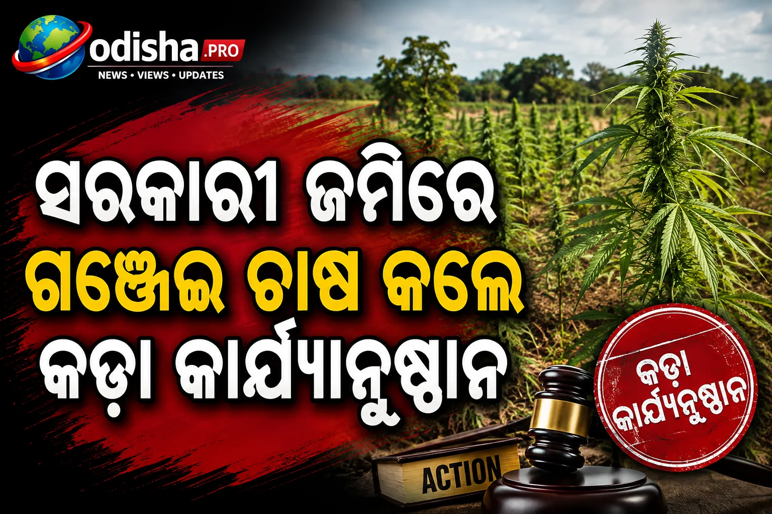 ସରକାରୀ ଜମିରେ ଗଞ୍ଜେଇ ଚାଷ କଲେ କଡ଼ା କାର୍ଯ୍ୟାନୁଷ୍ଠାନ: ୬ ଜିଲ୍ଲାରେ ନଜରଦାରୀ ବଢ଼ାଇବାକୁ ନିର୍ଦ୍ଦେଶ