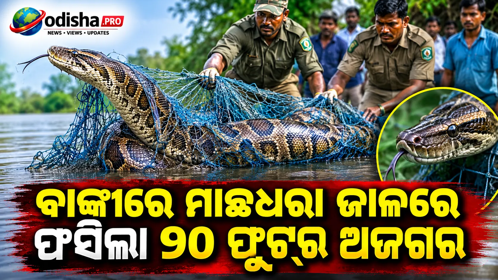 ବାଙ୍କୀରେ ମାଛଧରା ଜାଲରେ ଫସିଲା ୧୦ ଫୁଟ୍‌ର ଅଜଗର, ବନ ବିଭାଗ କଲା ଉଦ୍ଧାର
