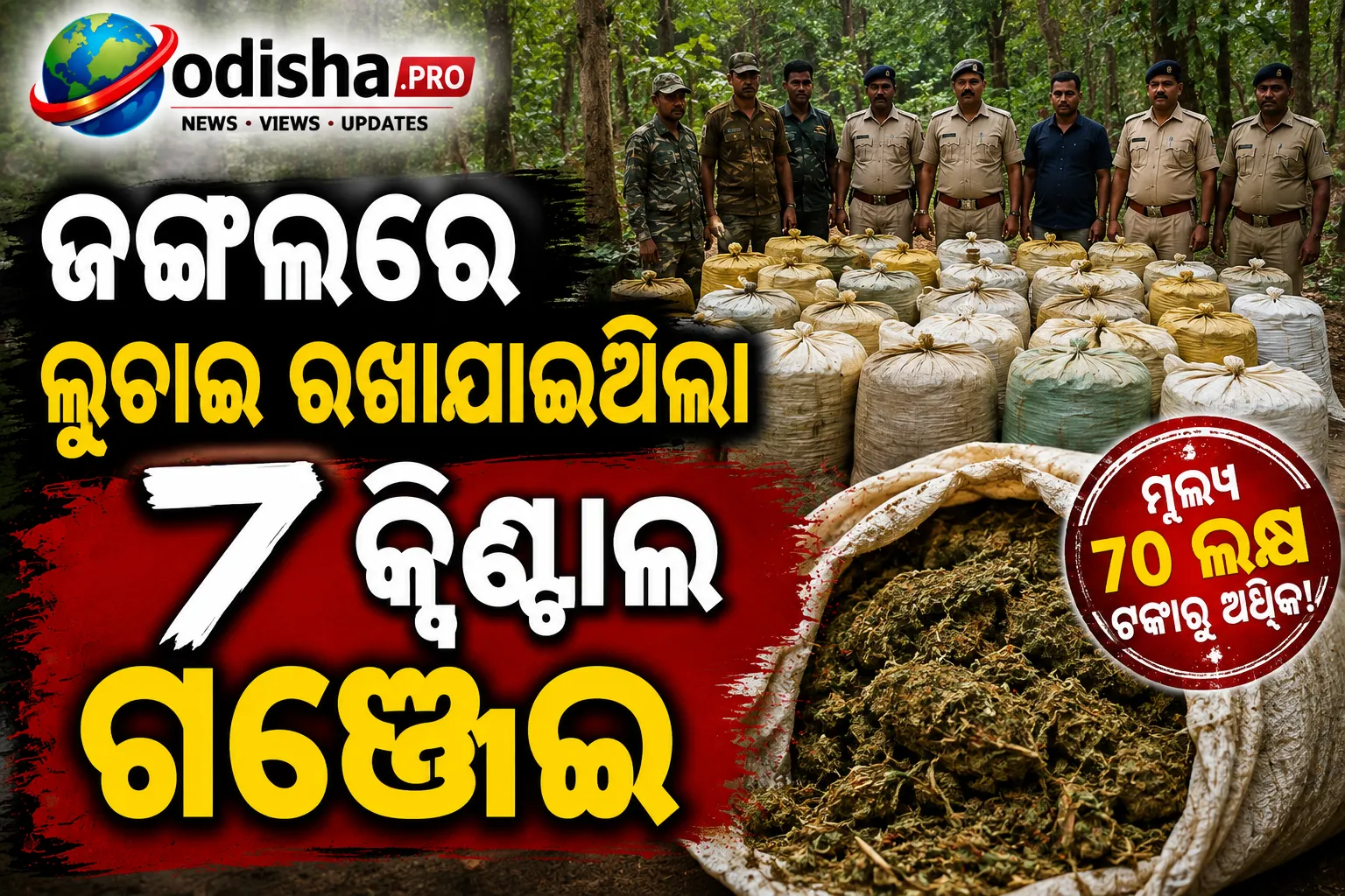 ଜଙ୍ଗଲରେ ଲୁଚାଇ ରଖାଯାଇଥିଲା ୭ କ୍ୱିଣ୍ଟାଲ ଗଞ୍ଜେଇ; ୭୦ ଲକ୍ଷରୁ ଅଧିକ ଟଙ୍କାର ଗଞ୍ଜେଇ ଜବତ