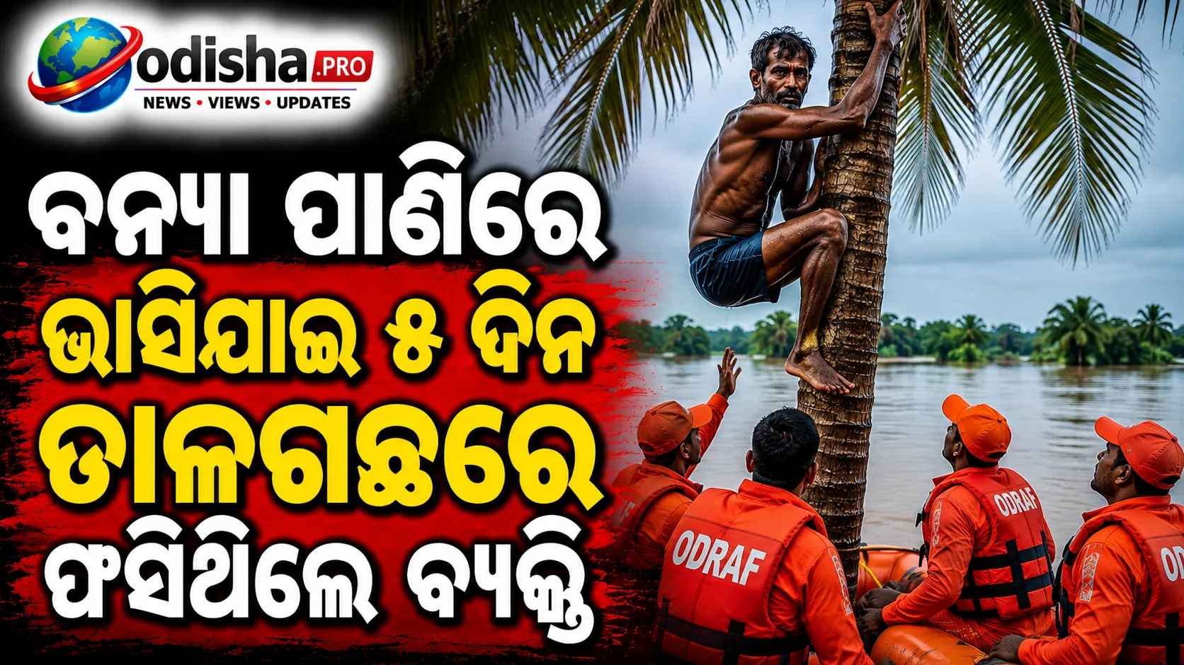 ବନ୍ୟା ପାଣିରେ ଭାସିଯାଇ ୫ ଦିନ ତାଳଗଛରେ ଫସିଥିଲେ ବ୍ୟକ୍ତି, ଭଦ୍ରକରେ ଉଦ୍ଧାର