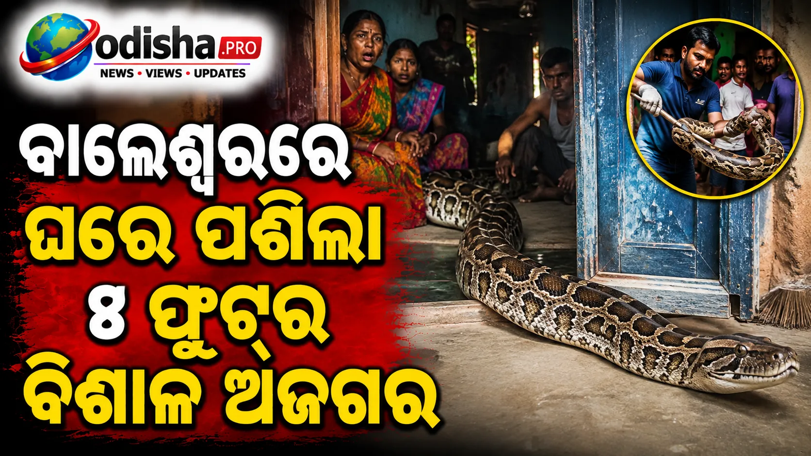 ବାଲେଶ୍ୱରରେ ଘରେ ପଶିଲା ୮ ଫୁଟିଆ ଅଜଗର, ଖାଇଦେଲା ୨ କୁକୁଡ଼ା ଓ ୭ଟି ଅଣ୍ଡା