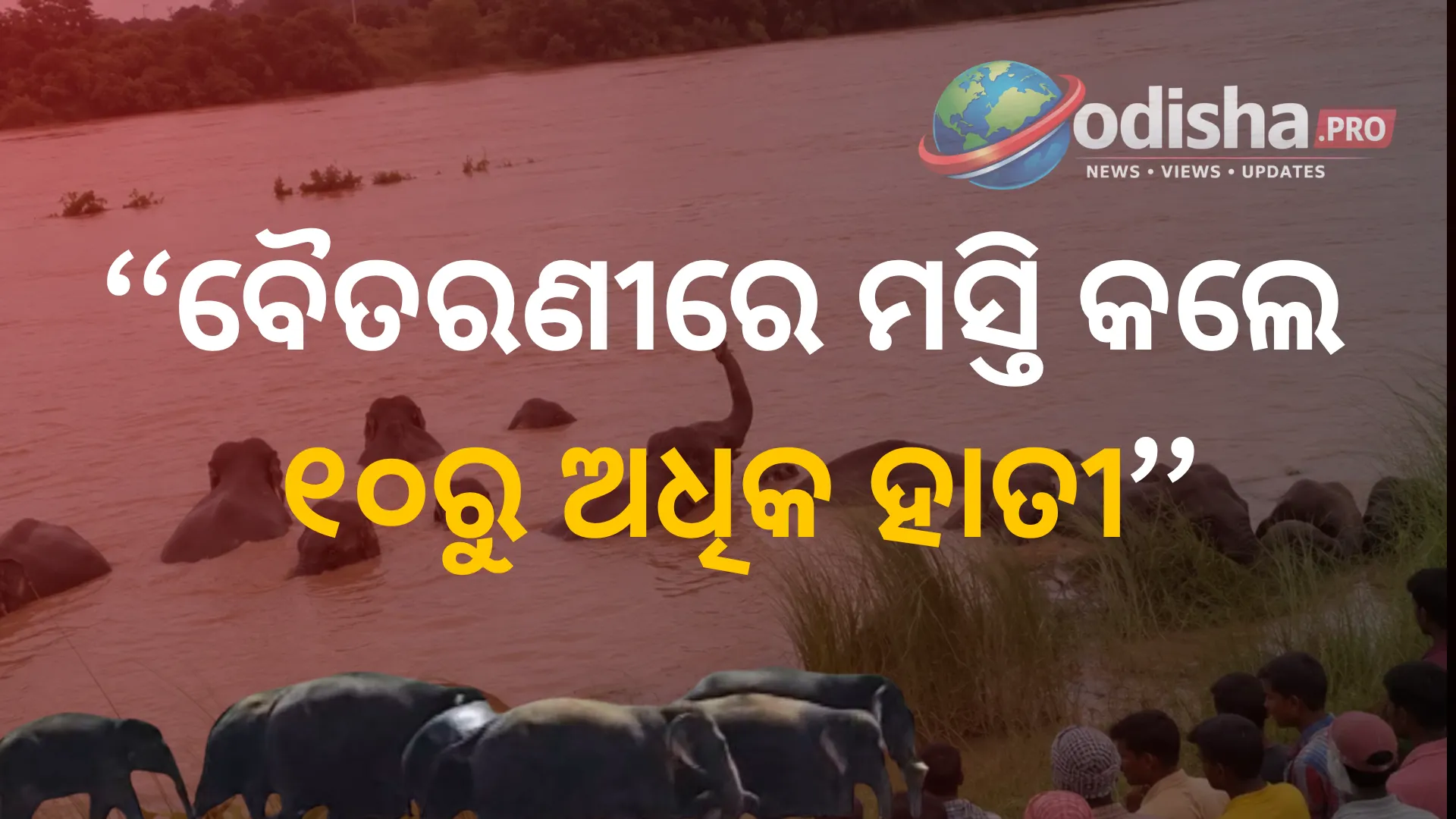 ବନ୍ୟାର ଦୁଃଖ ଭିତରେ ଦୁର୍ଲଭ ଦୃଶ୍ୟ: ବୈତରଣୀରେ ମସ୍ତି କଲେ ୧୦ରୁ ଅଧିକ ହାତୀ