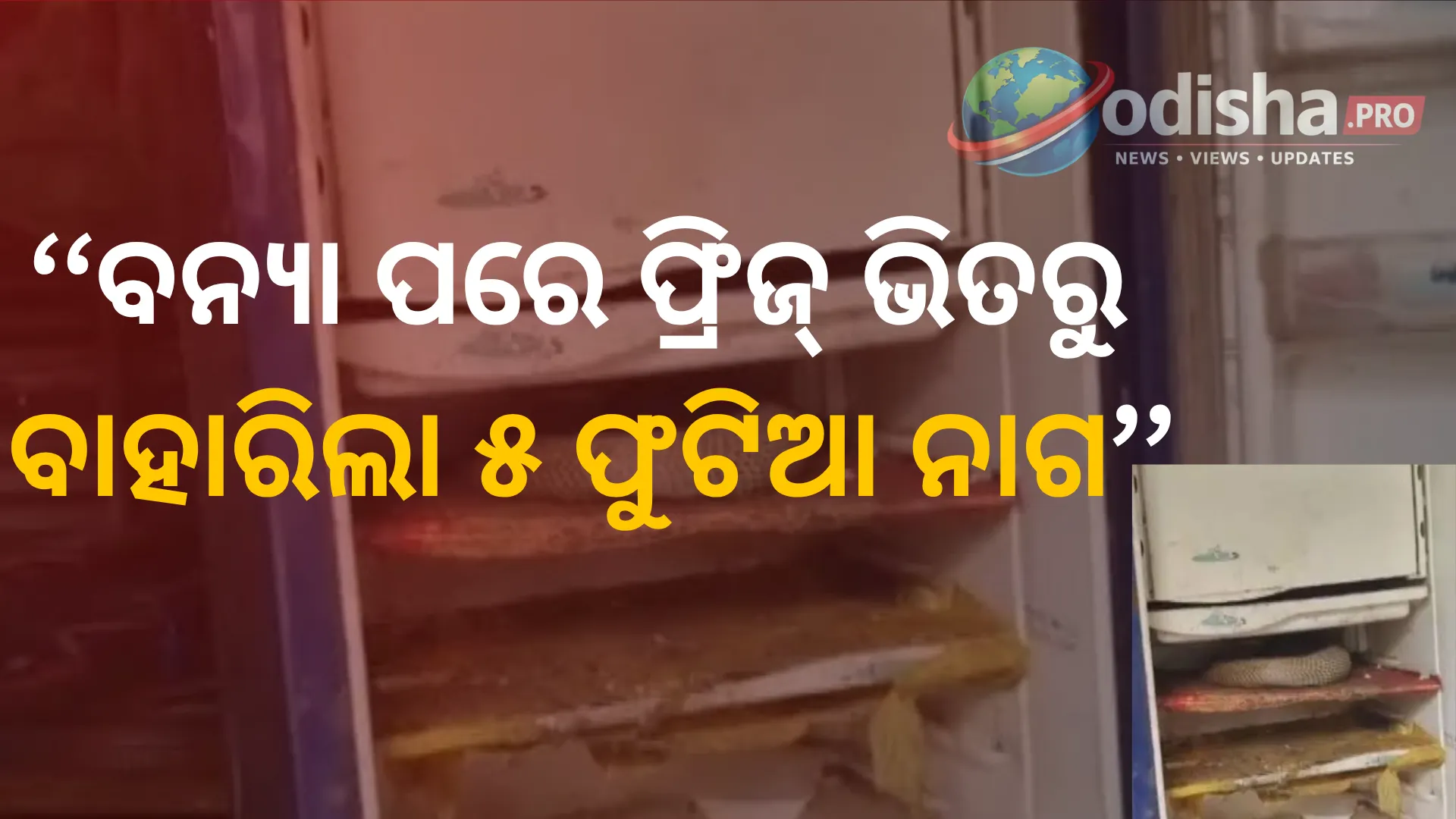 ଭୟଙ୍କର ଦୃଶ୍ୟ! ବନ୍ୟା ପରେ ଫ୍ରିଜ୍‌ ଭିତରୁ ବାହାରିଲା ୫ ଫୁଟିଆ ନାଗ