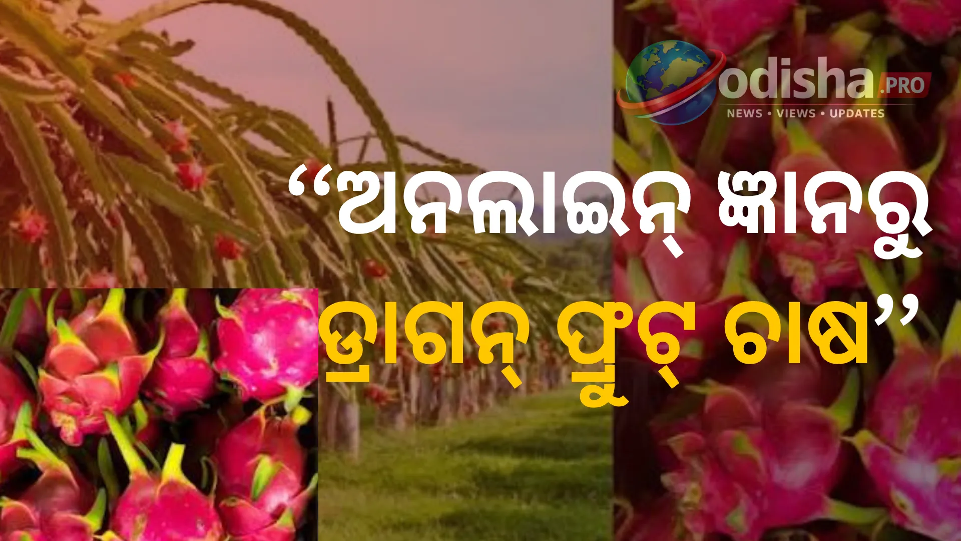 ଅନଲାଇନ୍‌ରୁ ଶିଖିଲେ ଚାଷ, ଡ୍ରାଗନ୍‌ ଫ୍ରୁଟ୍‌ରୁ ଲକ୍ଷାଧିକ ଆୟ; ଓଡ଼ିଶାର ଭାଇ-ଭଉଣୀଙ୍କ ସଫଳତା ଲେଖୁଛି ନୂଆ କାହାଣୀ