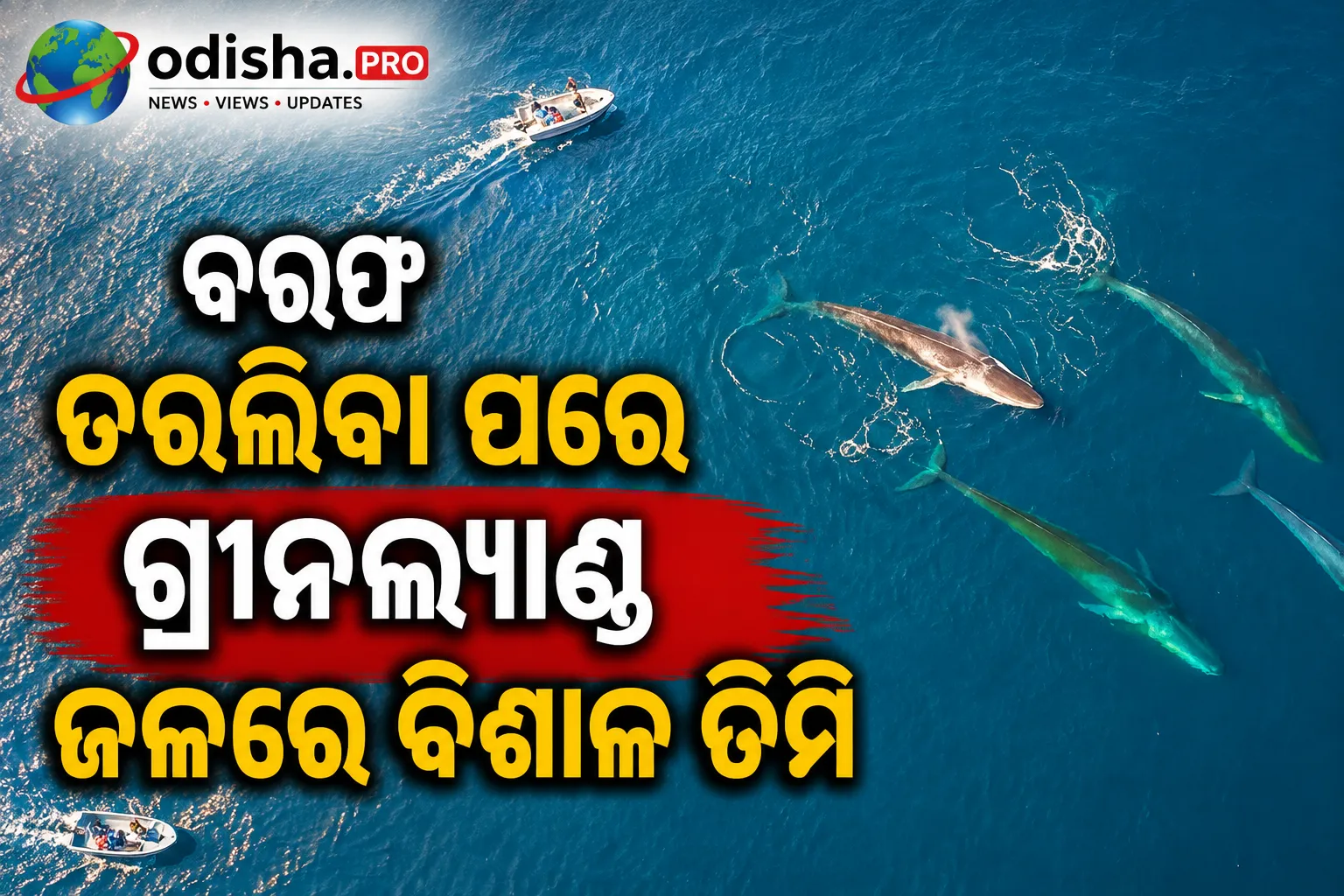 ବରଫ ତରଳିବା ପରେ ଗ୍ରୀନଲ୍ୟାଣ୍ଡ ଜଳରେ ବିଶାଳ ତିମିଙ୍କ ଆଗମନ
