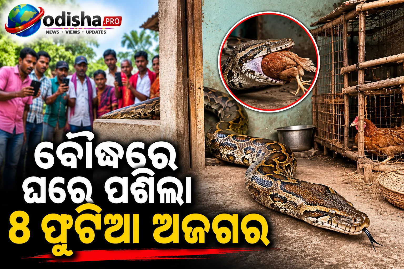 ବୌଦ୍ଧରେ ଘରେ ପଶିଲା ୮ ଫୁଟିଆ ଅଜଗର, କୁକୁଡ଼ା ଗିଳିଦେଲା