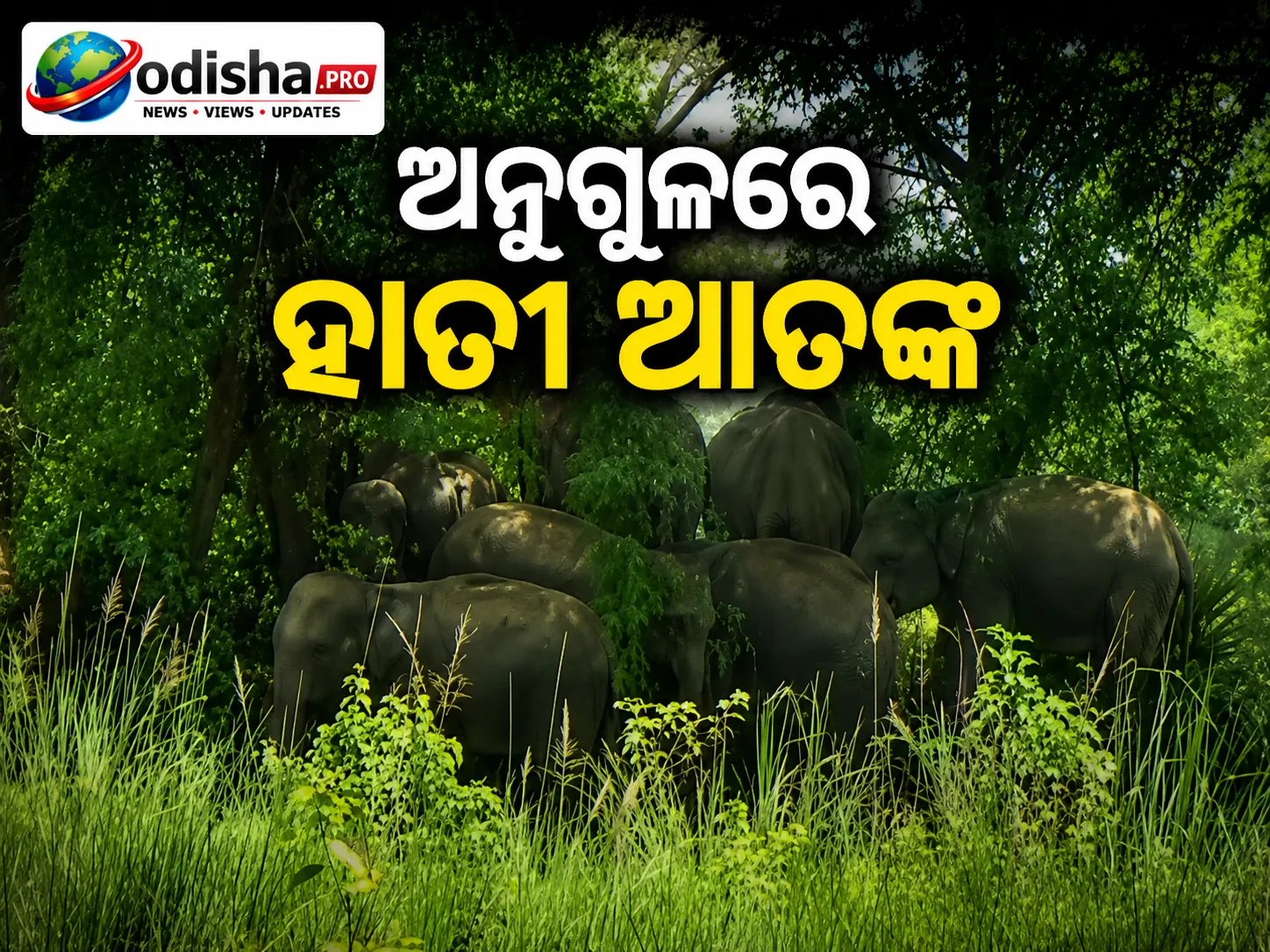 ଅନୁଗୁଳରେ ହାତୀ ଆତଙ୍କ: ଦଳିଦେଲେ ଧାନ ତଳି, ଚିନ୍ତାରେ ଚାଷୀ