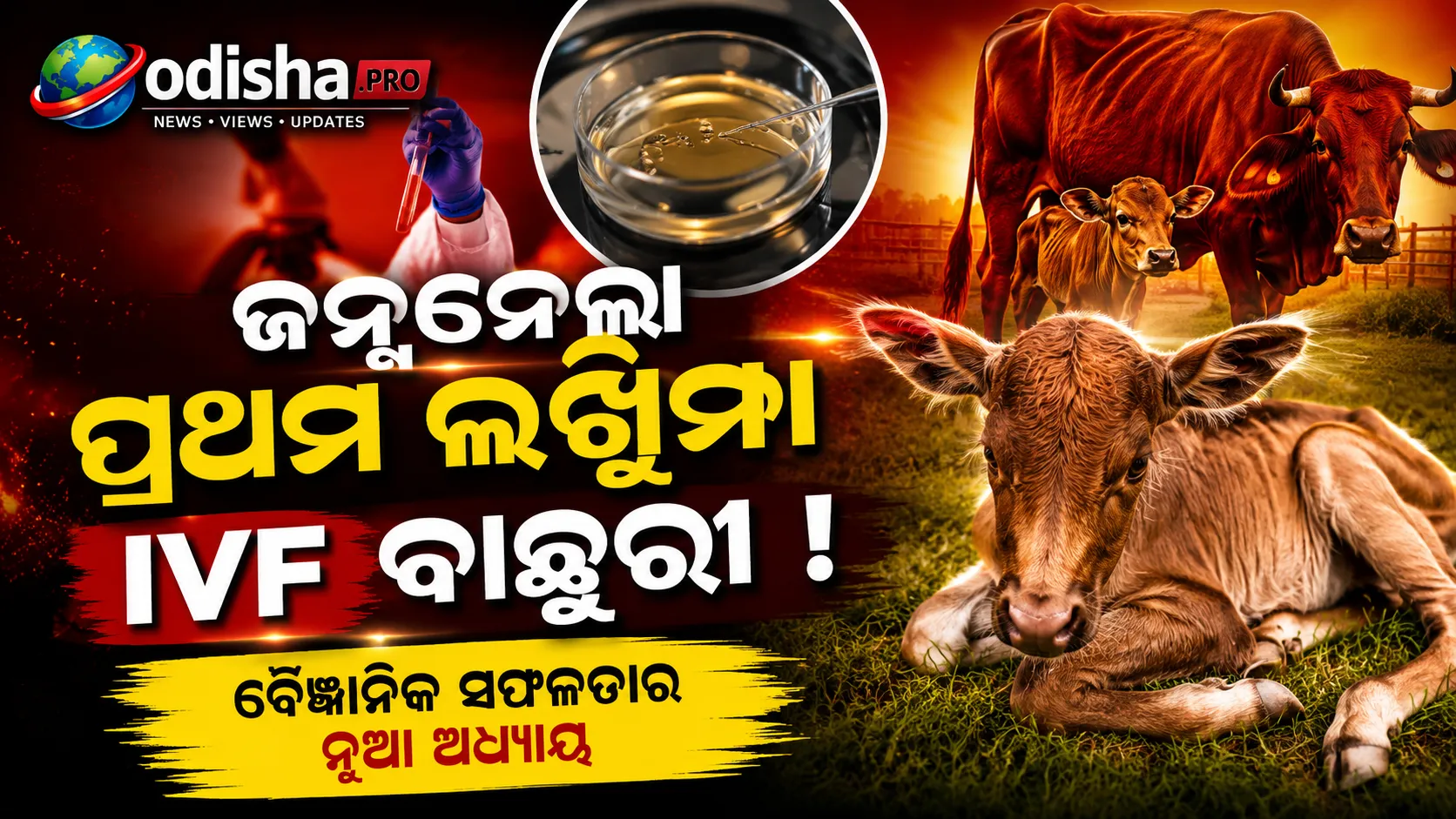 First Lakhimi IVF Calf Born: IVF ପ୍ରଯୁକ୍ତିରେ ଲଖିମୀ ଗୋପ୍ରଜାତିର ପ୍ରଥମ ବାଛୁରୀ ଜନ୍ମ